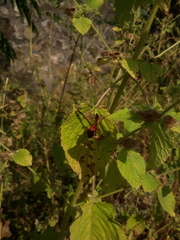 Delta dimidiatipenne