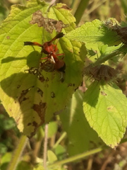 Delta dimidiatipenne