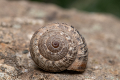 Xerosecta reboudiana