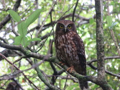 Morepork photo 4