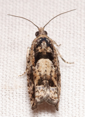 Pseudexentera spoliana