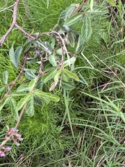 Desmodium incanum image