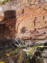 Porrhothele antipodiana