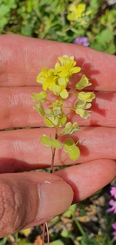 Biscutella didyma image