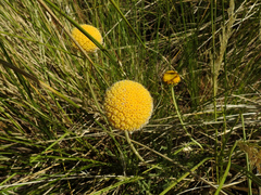 Gaillardia megapotamica