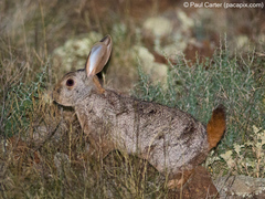Pronolagus saundersiae