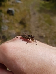 Kikihia peninsularis