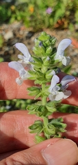Salvia verbenaca