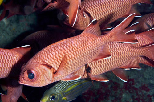 Myripristis berndti Jordan & Evermann, 1903