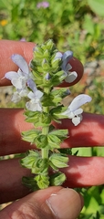 Salvia verbenaca