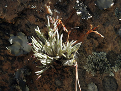 Tillandsia capillaris