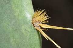 Opuntia alta