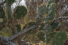 Opuntia alta