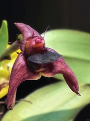 Bulbophyllum fuscopurpureum