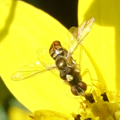 Toxomerus marginatus