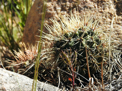 Gymnocalycium reductum