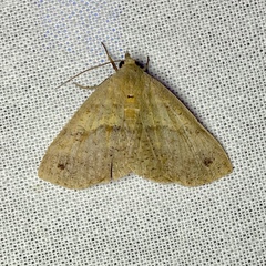 Ophyx eurrhoa