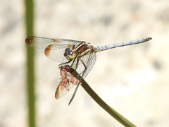 Dasythemis mincki