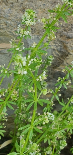 Galium verrucosum image