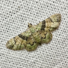 Gymnoscelis derogata