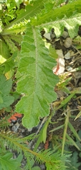 Carduus spachianus image