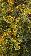Genista tricuspidata