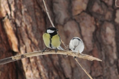 Parus major