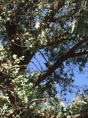 Prosthemadera