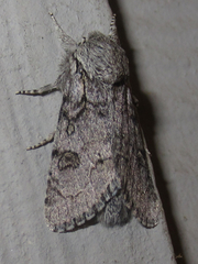 Acronicta tota