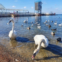 Chroicocephalus ridibundus