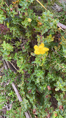 Hypericum balearicum