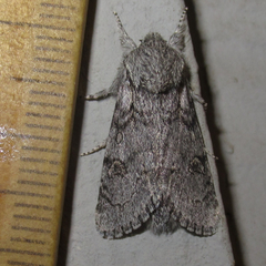 Acronicta tota