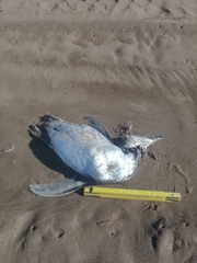 Spheniscus magellanicus