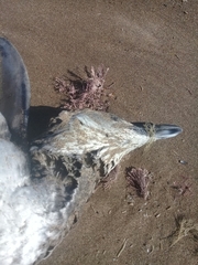 Spheniscus magellanicus