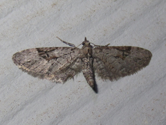 Eupithecia bolterii