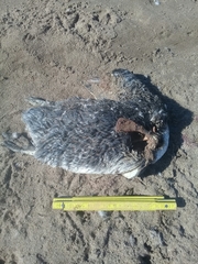 Spheniscus magellanicus