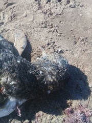 Spheniscus magellanicus