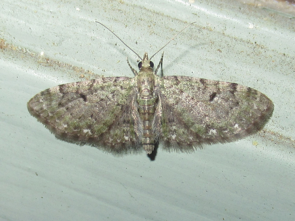 Common Eupithecia Moth