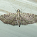 Common Eupithecia Moth - Photo (c) Chuck Sexton, some rights reserved (CC BY-NC), uploaded by Chuck Sexton