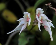 Bulbophyllum mysorense
