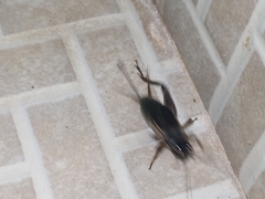 Insecta