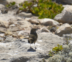 Calamanthus campestris