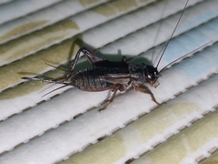 Insecta