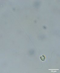 Chrysochromulina