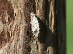 Dahlica triquetrella