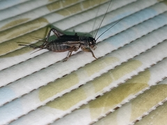 Insecta