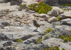 Calamanthus campestris