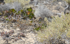 Calamanthus campestris