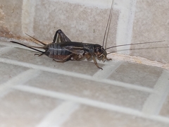 Insecta