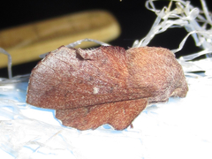 Phyllodesma occidentis